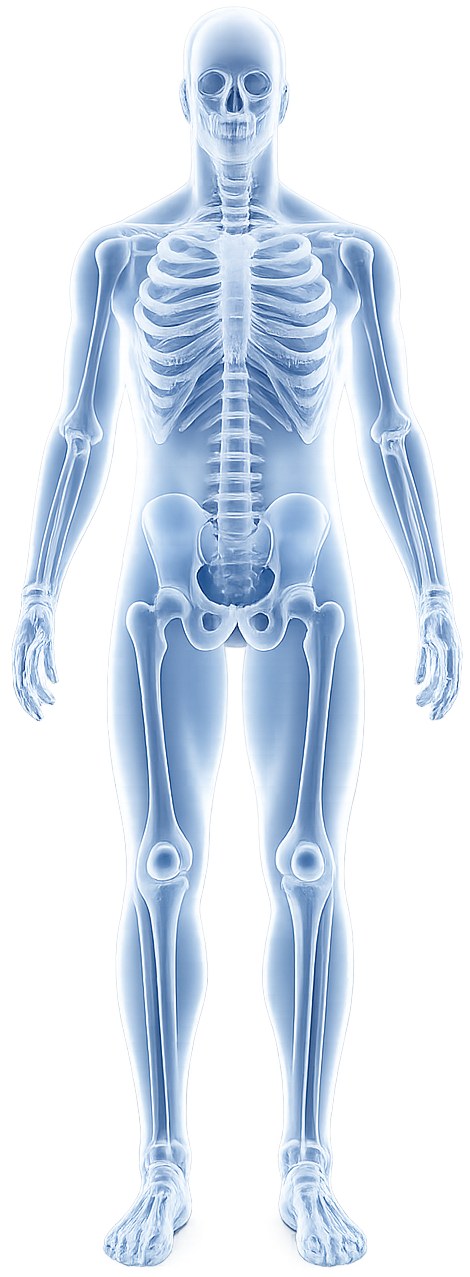 ODMD Patient Guide Anatomy Navigator